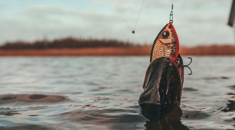 In-Line Quick Change Beads | UK Match Fishing Tackle For True Anglers | Preston Innovations In-Line Quick Change Beads | UK Match Fishing Tackle For True Anglers | Preston Innovations