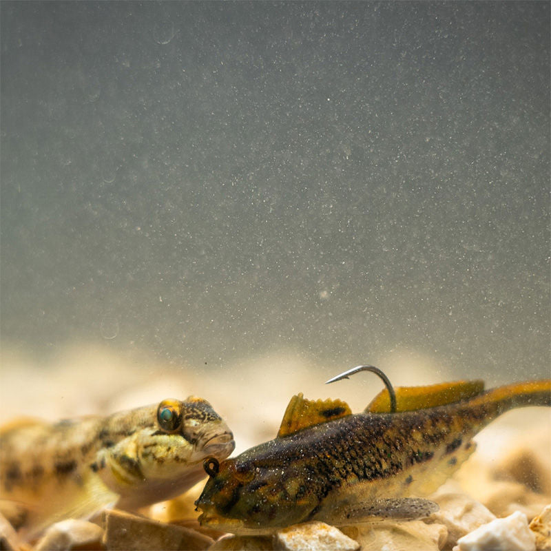 Westin Gunnar The Goby RTF