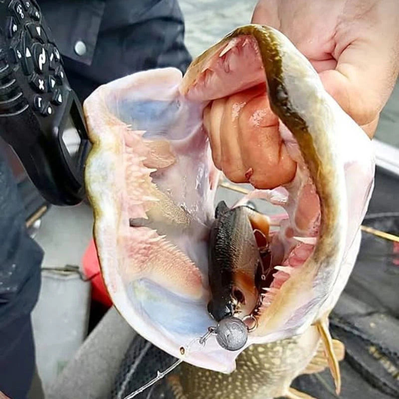 Westin Ricky The Roach Shadtail Lure