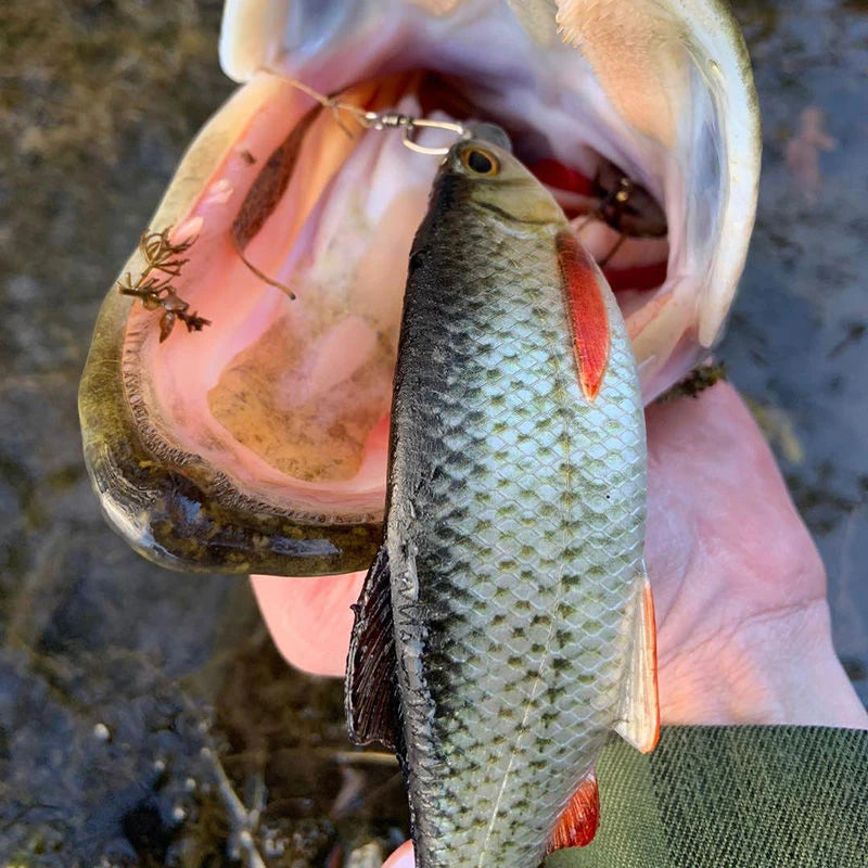Westin Ricky The Roach Shadtail Lure