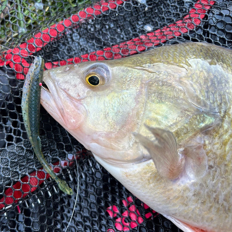 Rapala Crushcity The Stingman Lures