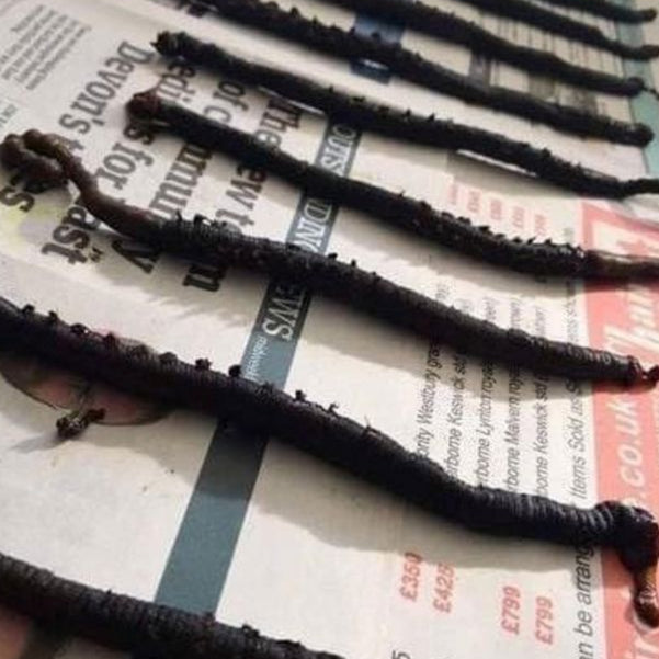 Devon Baits Frozen Black Lug Wrap