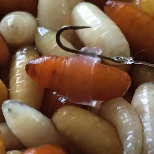 Enterprise Caster Bait Bands — Lobbys Tackle