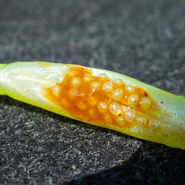 Fox Rage Scent Shads