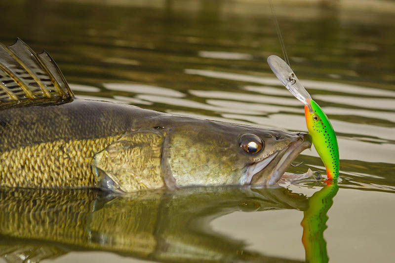 Shop Carp Company Fishing Baits Boilies and Pop Ups Pike Predator