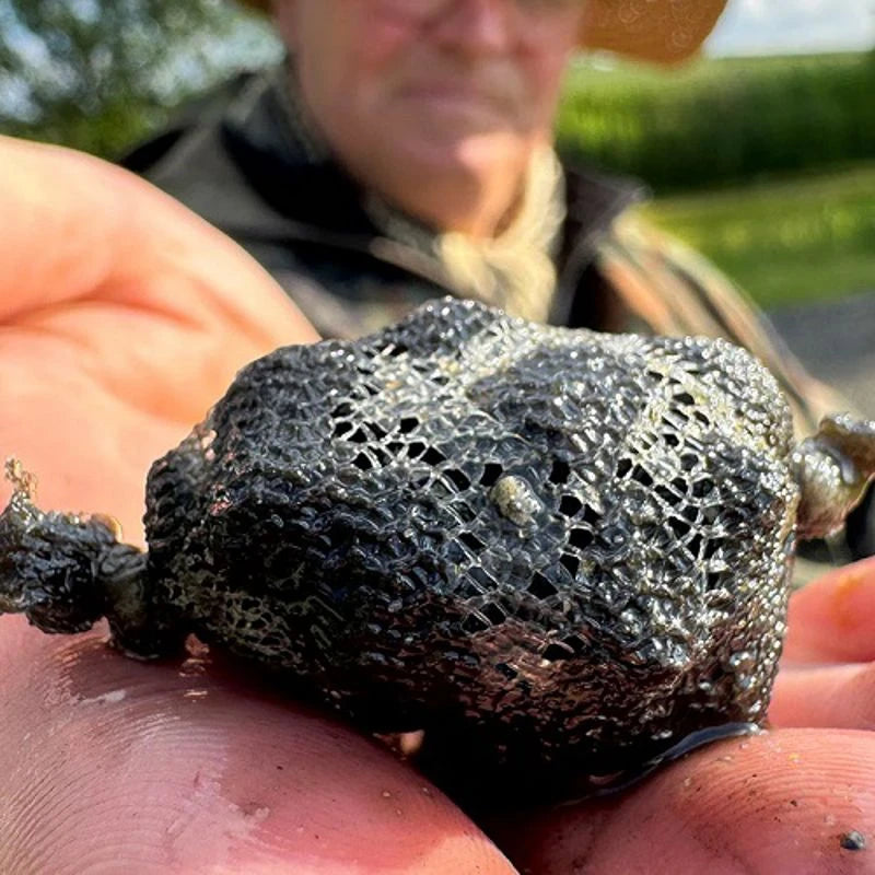 Fjuka Sensate Fish Accelerant 50ml