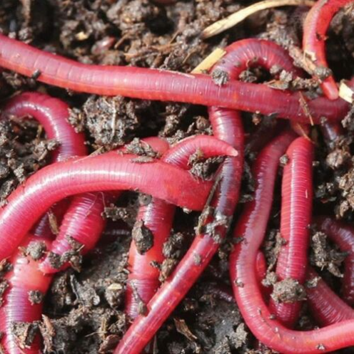 Red Worms
