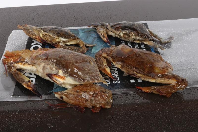 Baitbox Frozen Peeler Crab — Lobbys Tackle