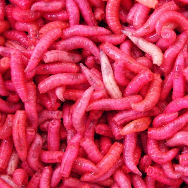 Dead Maggots - Lobbys Tackle