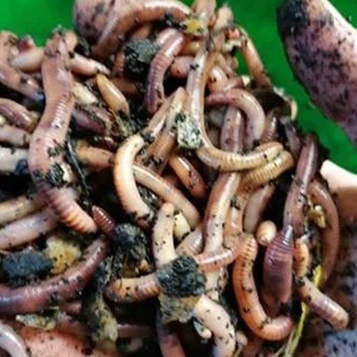 Dendrobaenas Worms - Lobbys Tackle