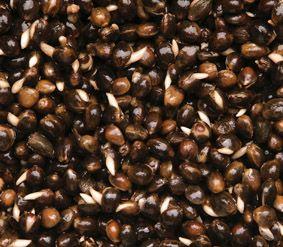 Dynamite Baits Frenzied Hempseed Tin 350g - Lobbys Tackle