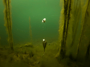 Fox Edges Zig Float Kit - Lobbys Tackle