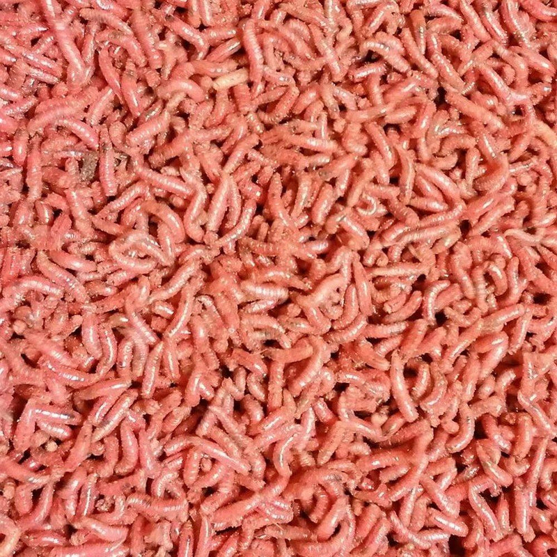 Fresh Maggots - Lobbys Tackle
