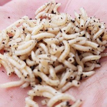 Fresh Squat - Lobbys Tackle