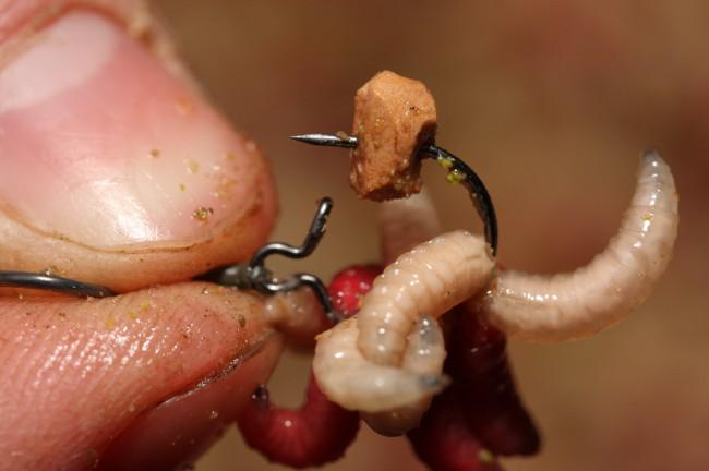 Korda Maggot Klip - Lobbys Tackle