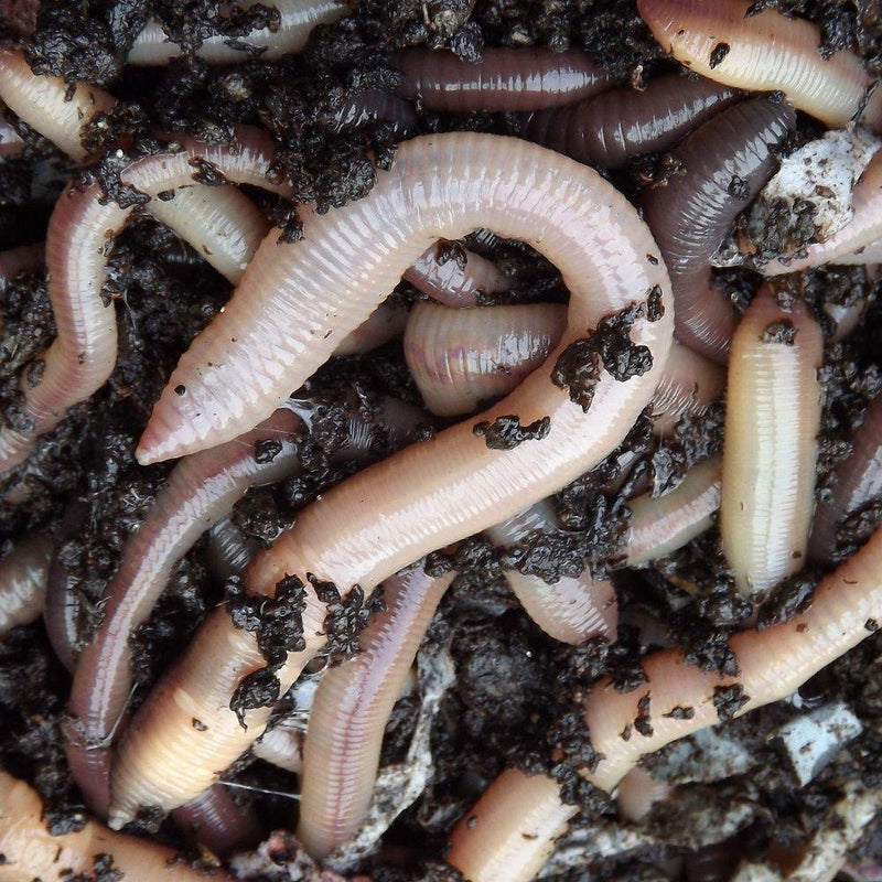 Lobb Worms - Lobbys Tackle