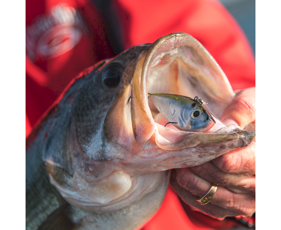 Strike King Red Eyed Shad