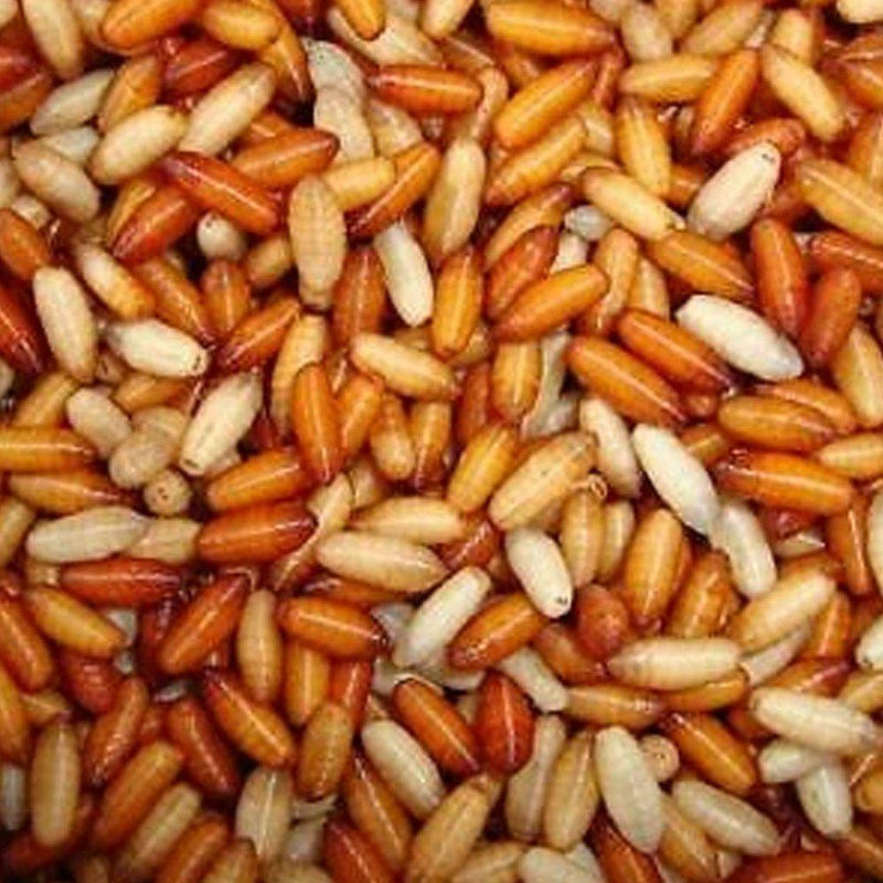 Vacuum Packed Casters